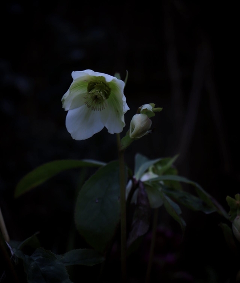 ταπετσαρίες flower, Blossom