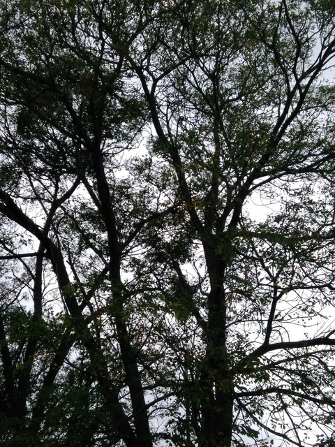 trees and sky