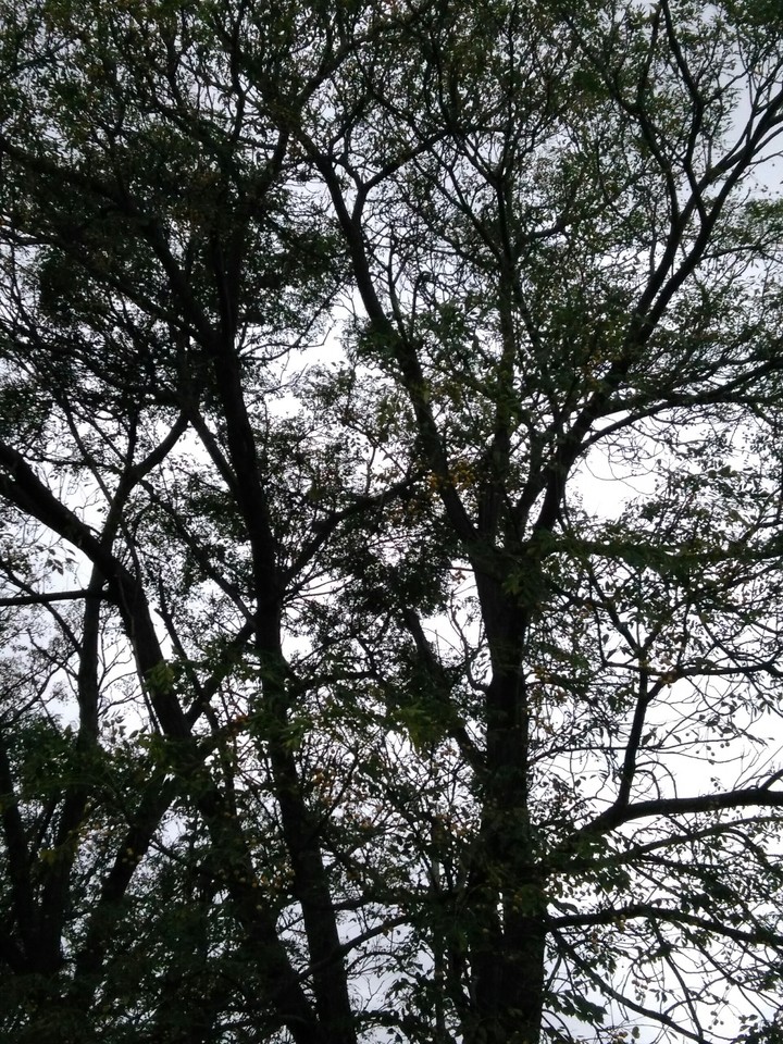 trees and sky