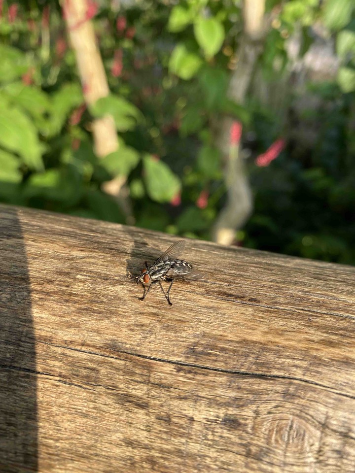 fly