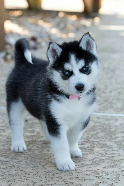 sfondi snout, fur