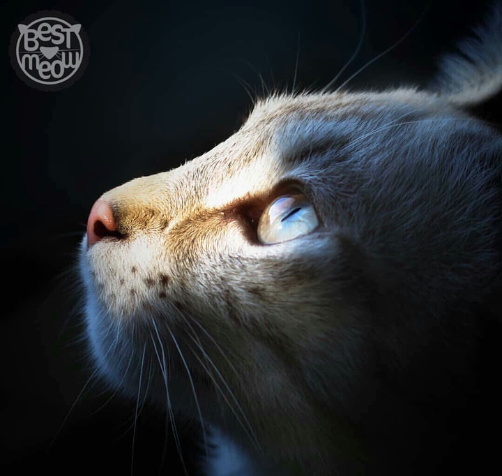 meow