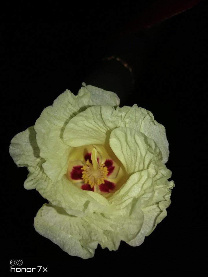 Poovarasam Flower