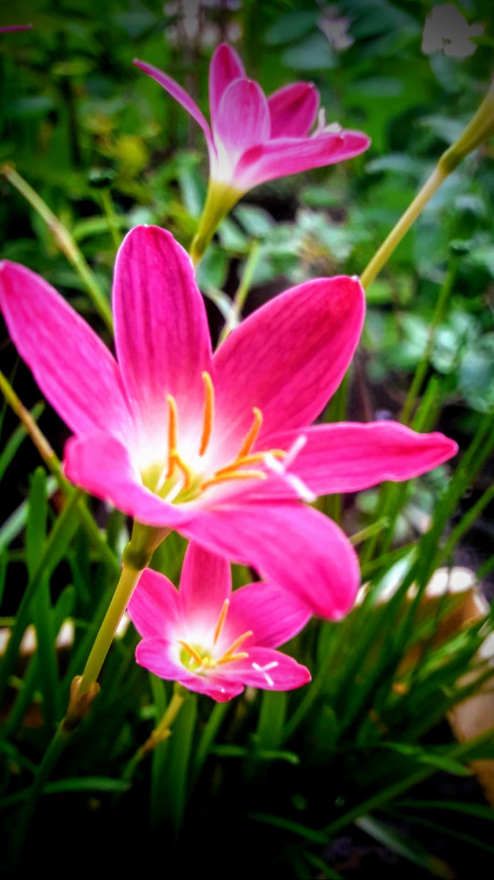 Flower Wallpaper