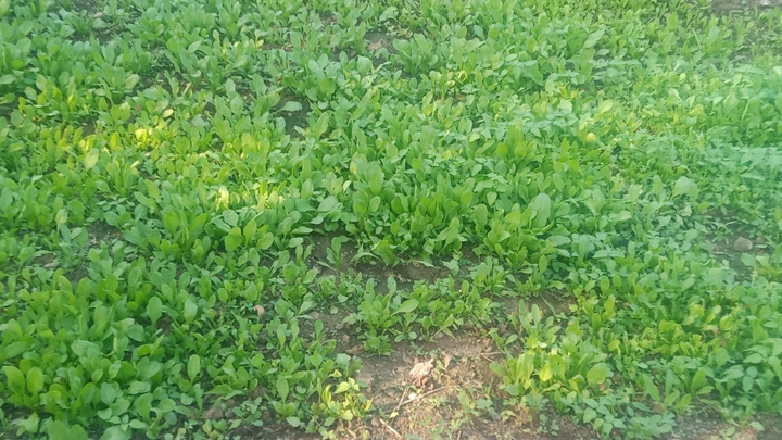 coriander