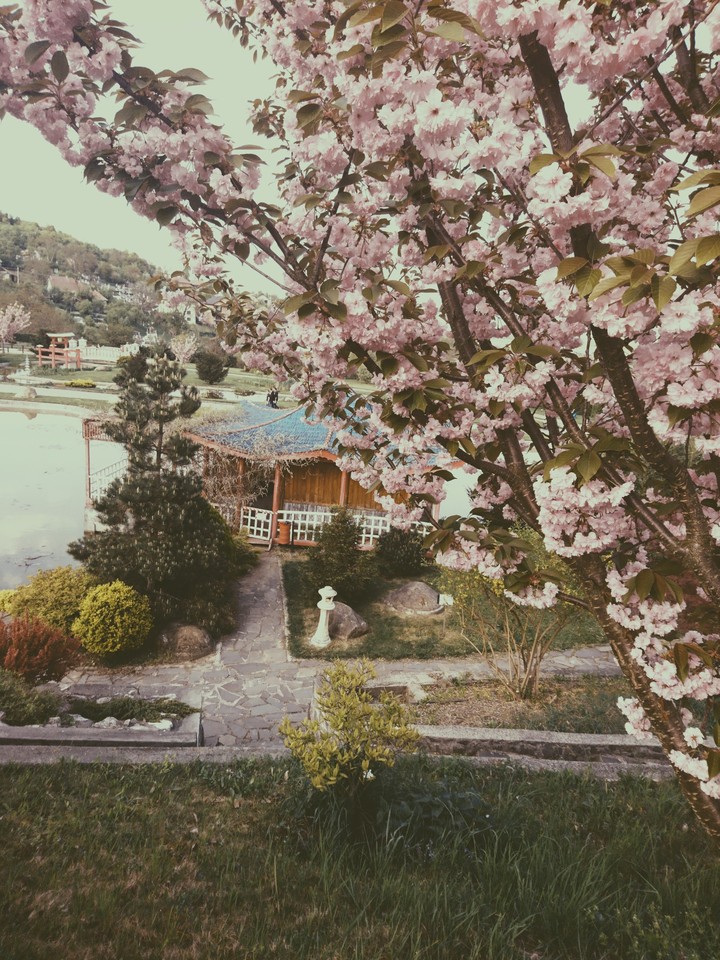 garden
