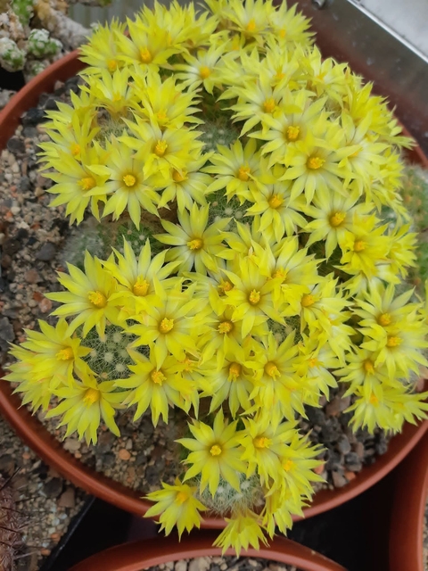 sfondi Yellow, flowerpot