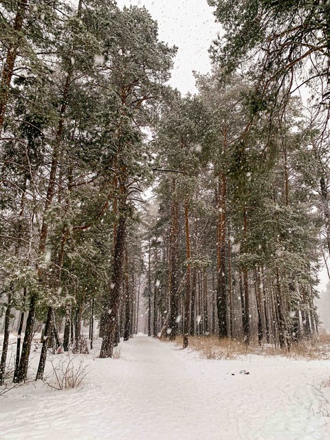 winter forest
