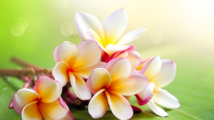 jasmin