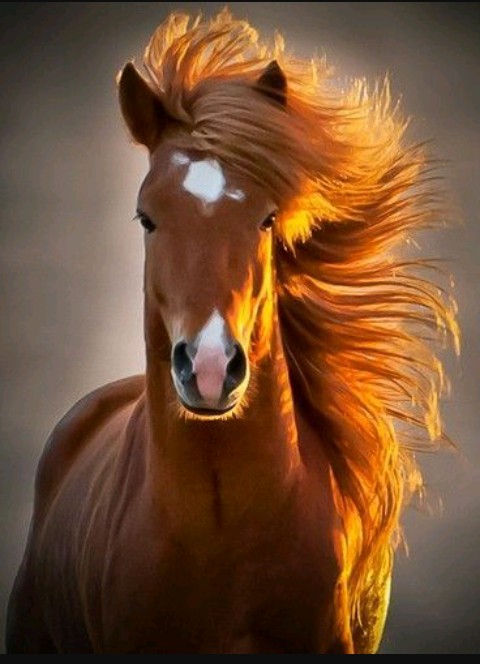 cavalo