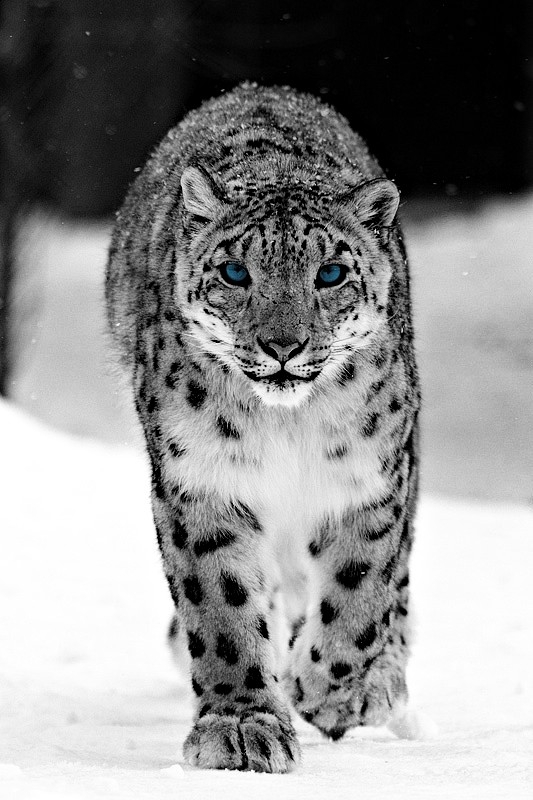 Snowleopard