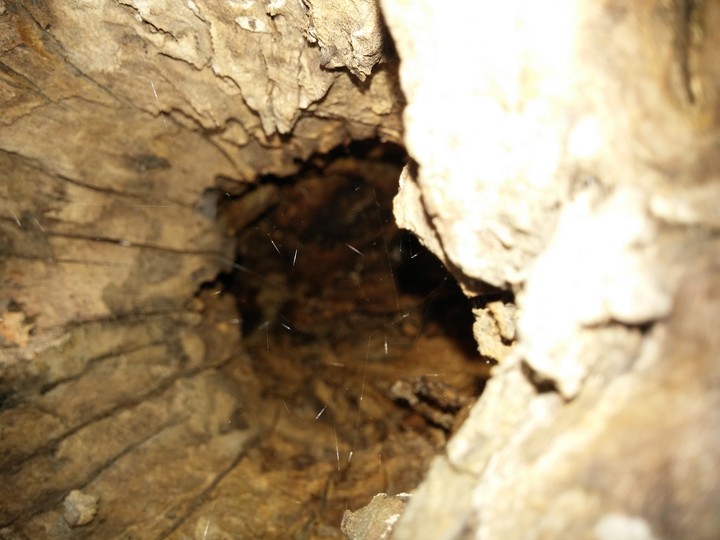 Spider home
