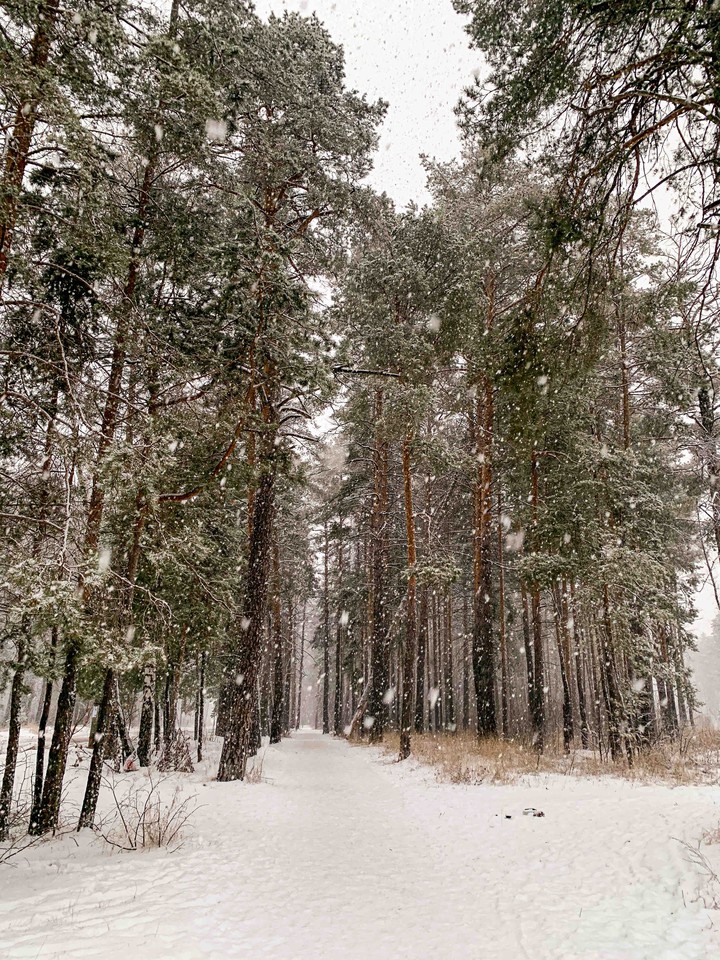 winter forest