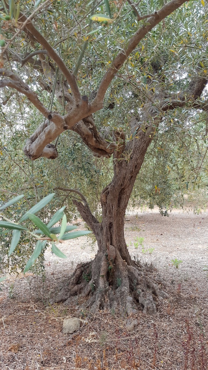 olive