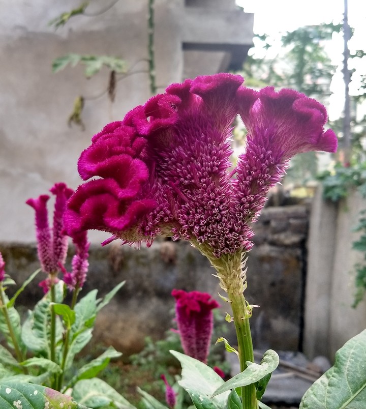 flower