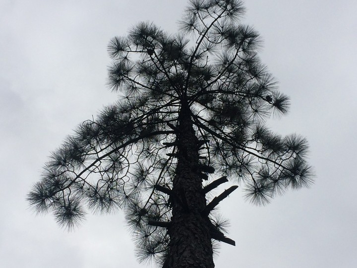 Almost Fractal