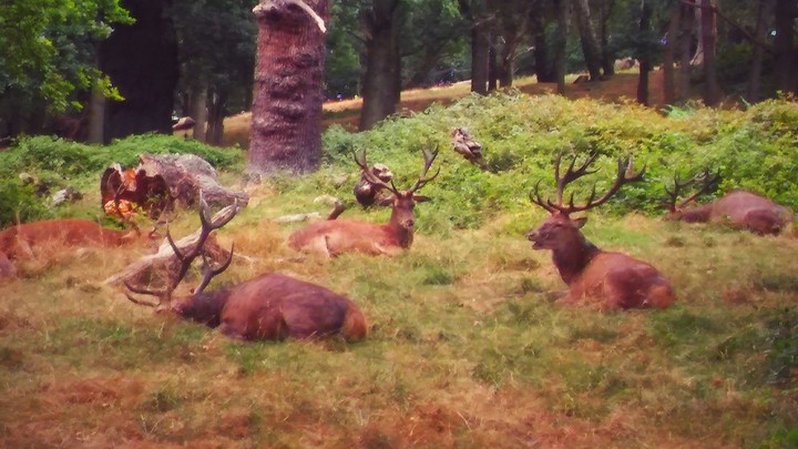 deer