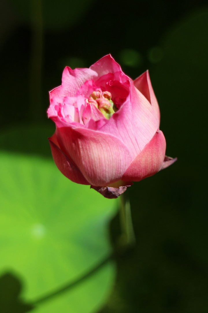 lotus like a tulip?
