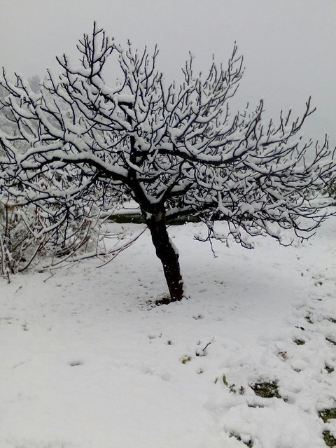 snow