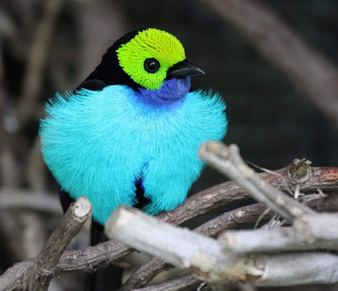 bird