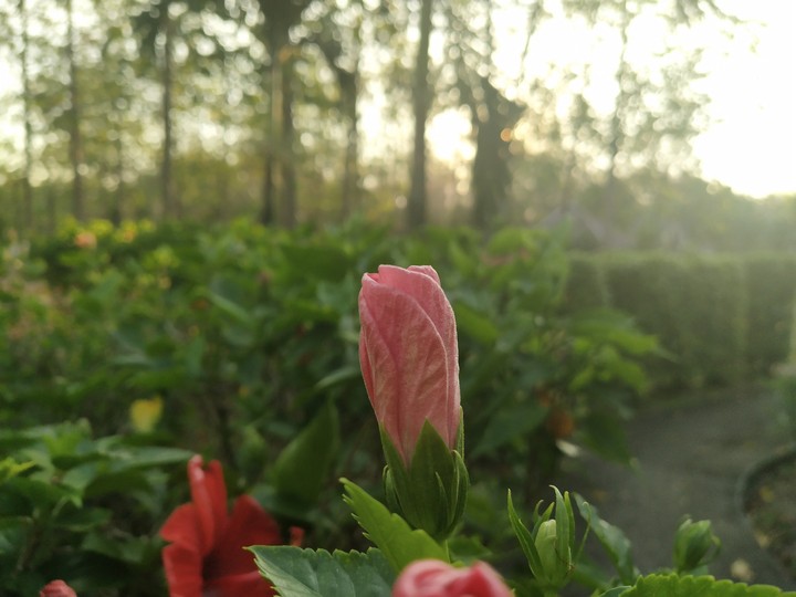 flower