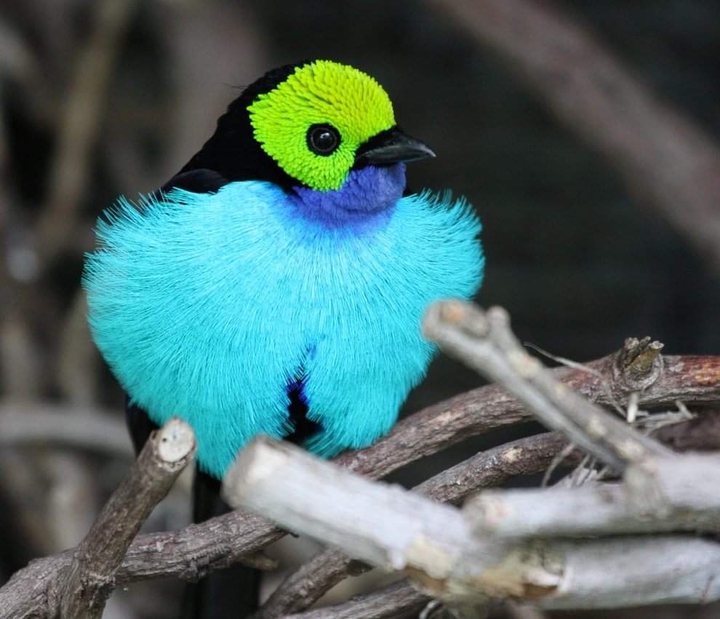 bird