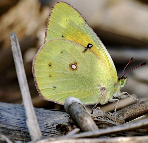 тапети insect, plant