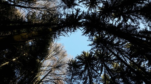 trees