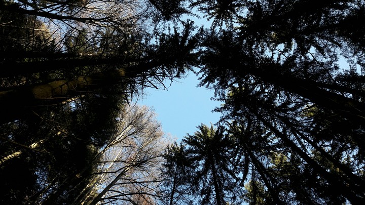 trees