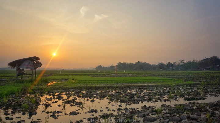 paddy field