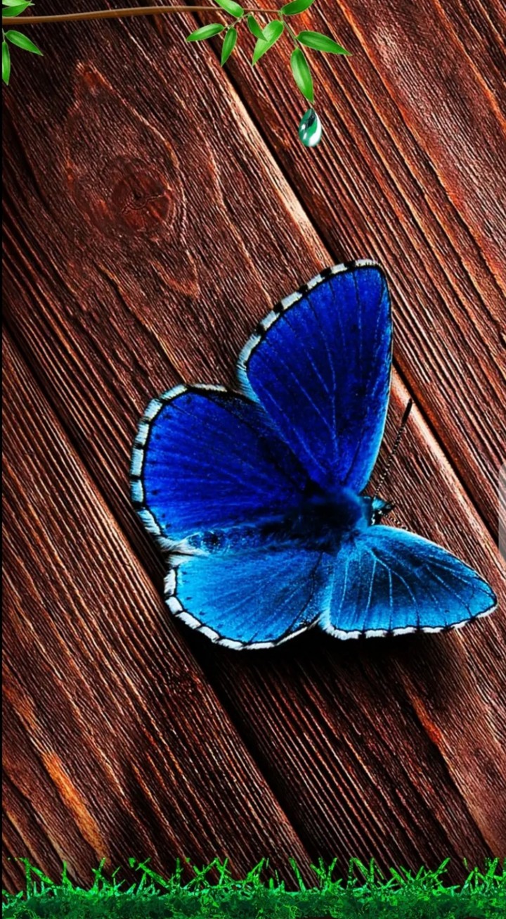 butterfly blue