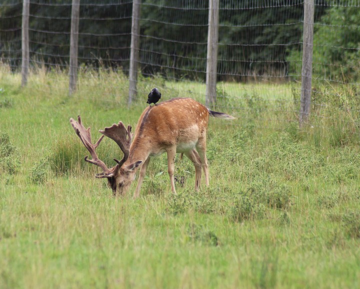 stag deer and crow