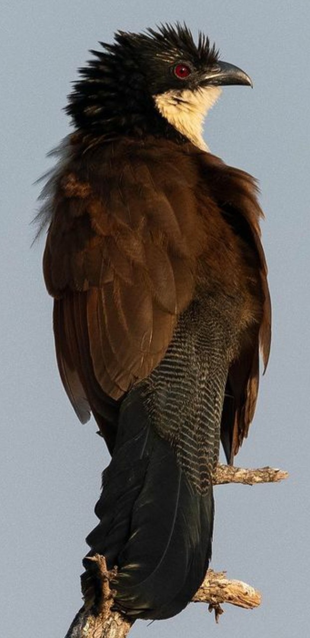 sfondi feather, bird
