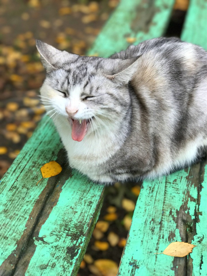 sleep cat