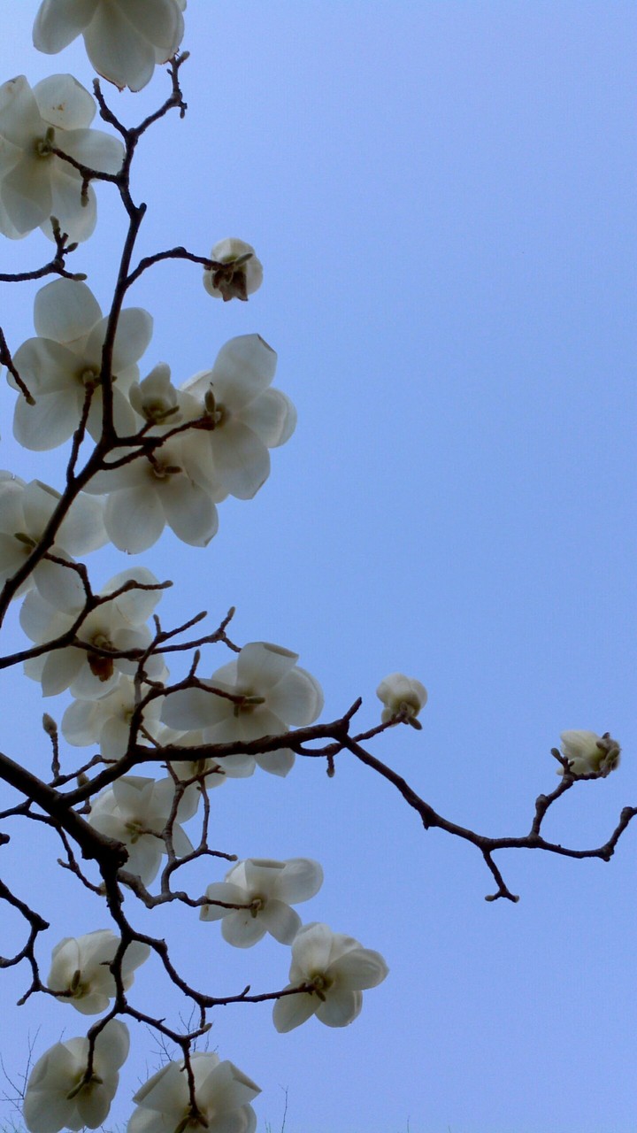 목련꽃