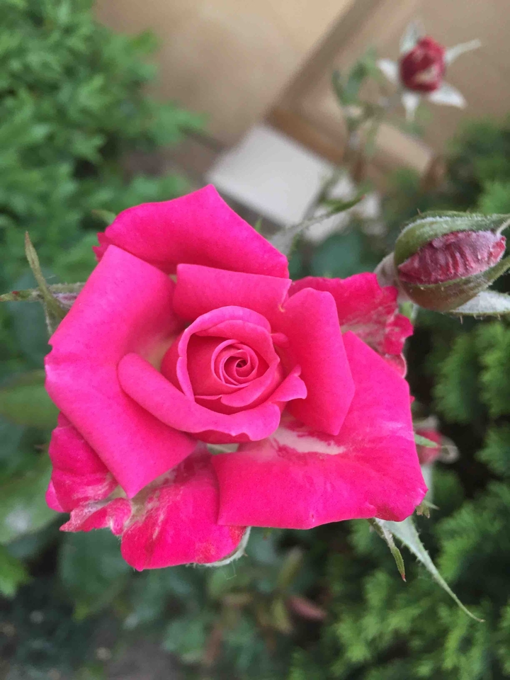 Rosebuds