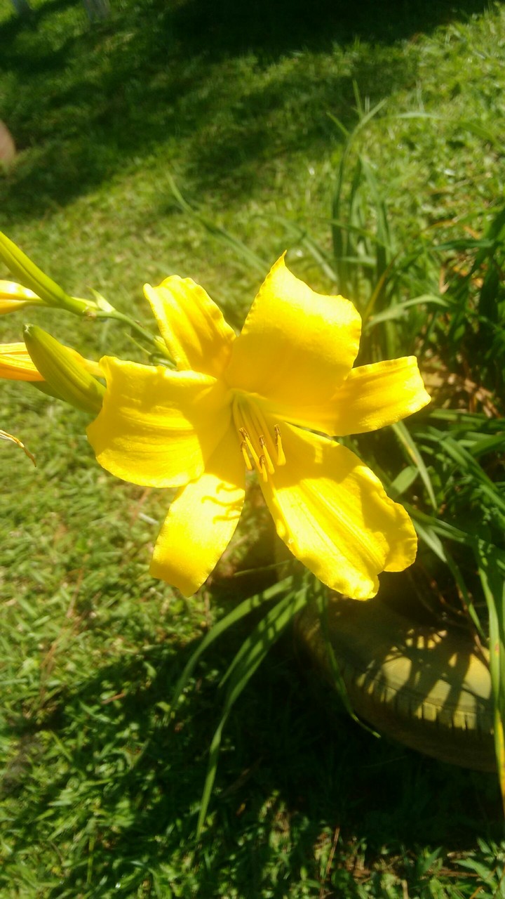 Lirio Amarelo