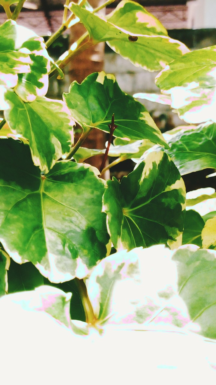 Greenary