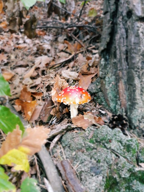 Mushroom