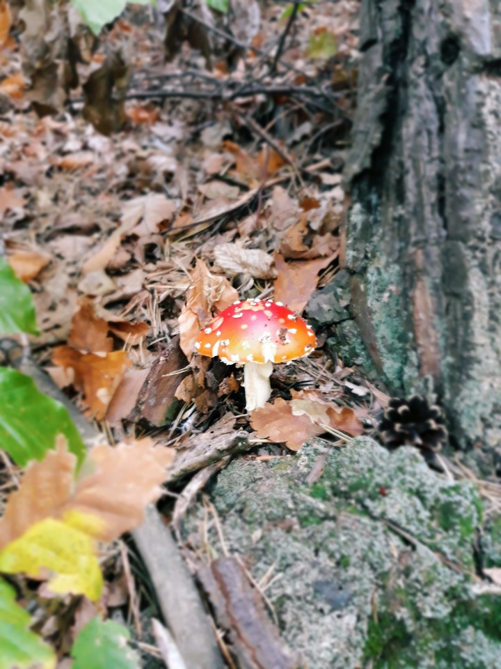 Mushroom