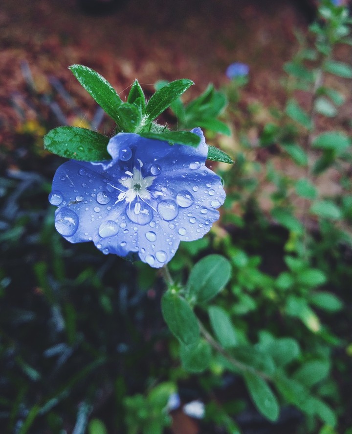 flower bloom