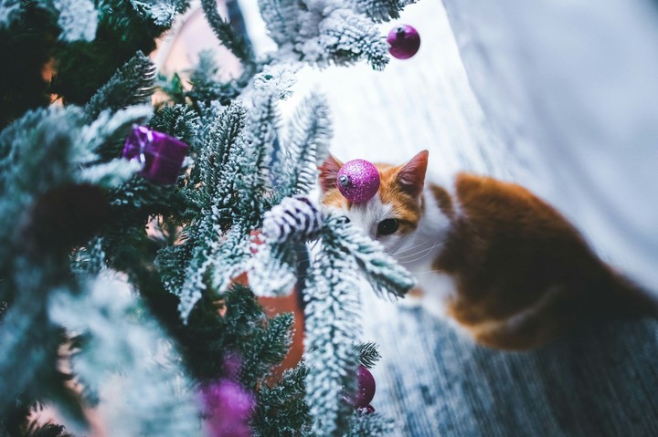 новый год и котик:3