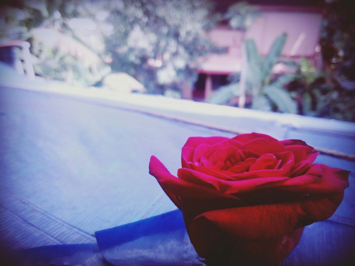 Rose love
