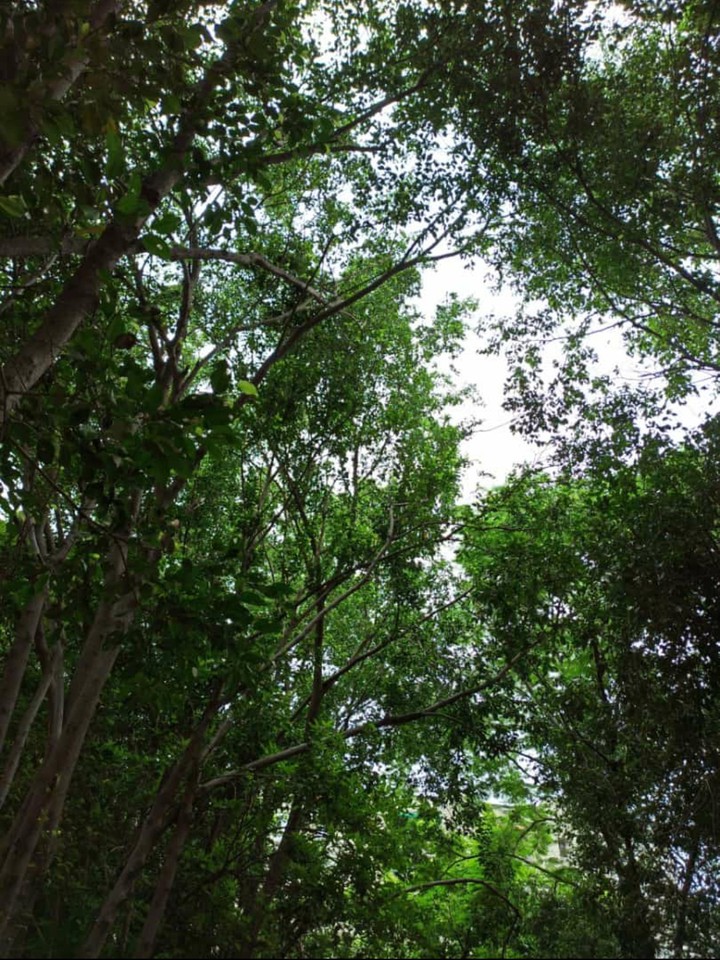 trees