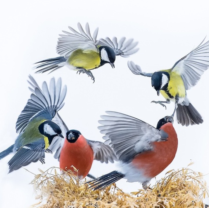 bullfinch & tit