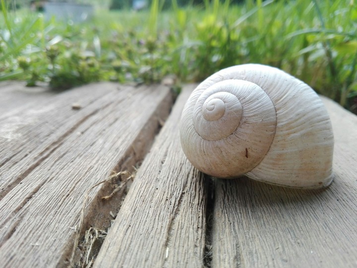 Czech nature. 