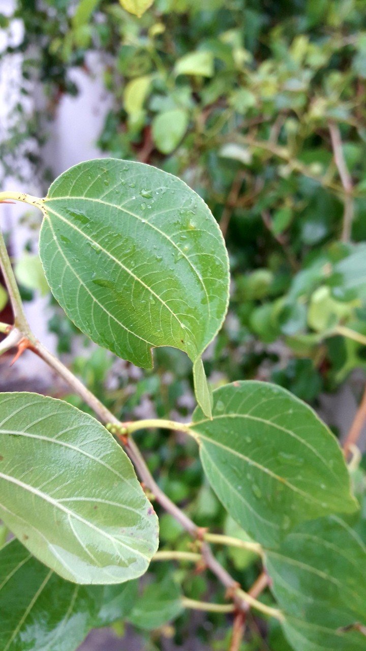 leaf