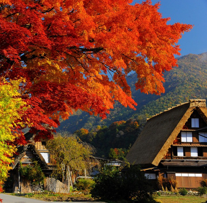 autumn foliage － Shirakawa-go