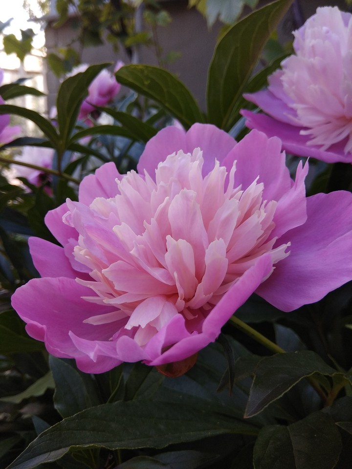 pion