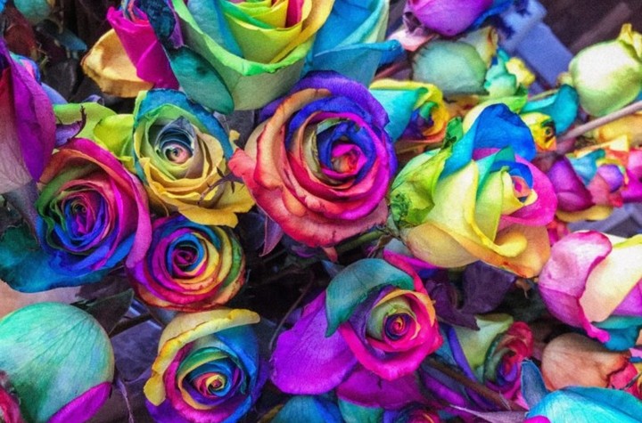 rainbow rose
